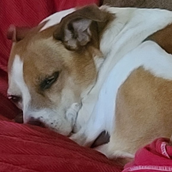 Meet your Posher, Katt - Picture 3 of 6